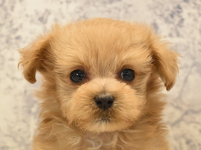 2024年2月1日生まれのハーフ犬の1枚目の写真